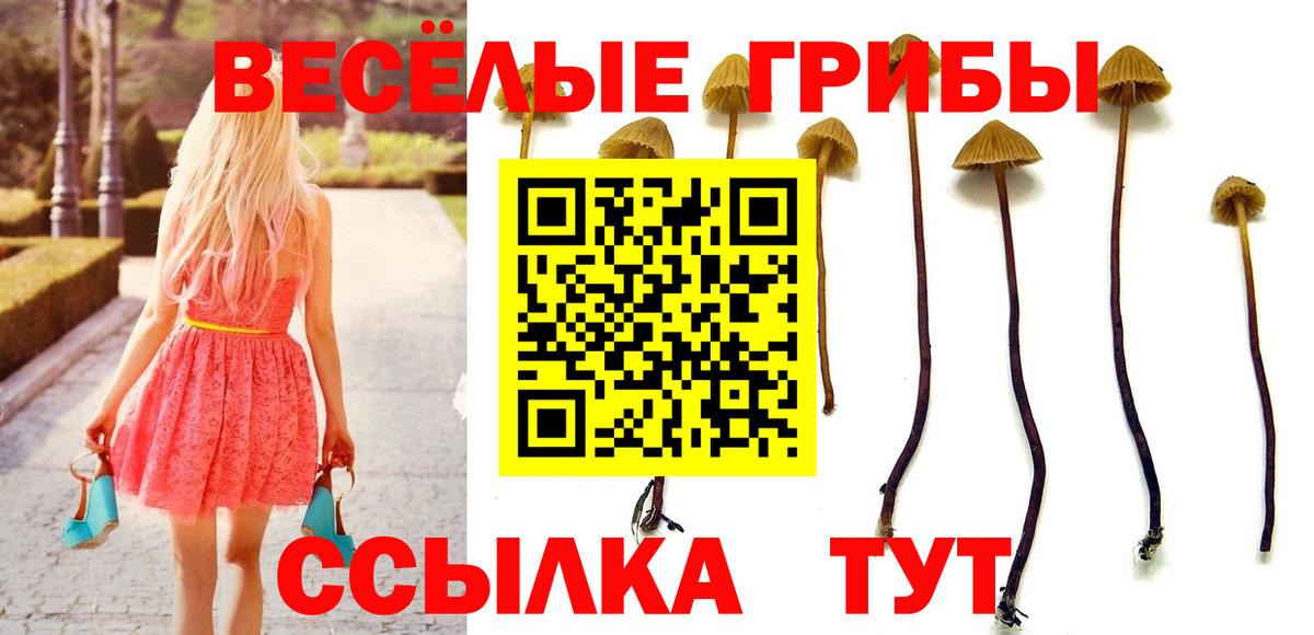 Псилоцибиновые грибы Psilocybe Санкт-Петербург